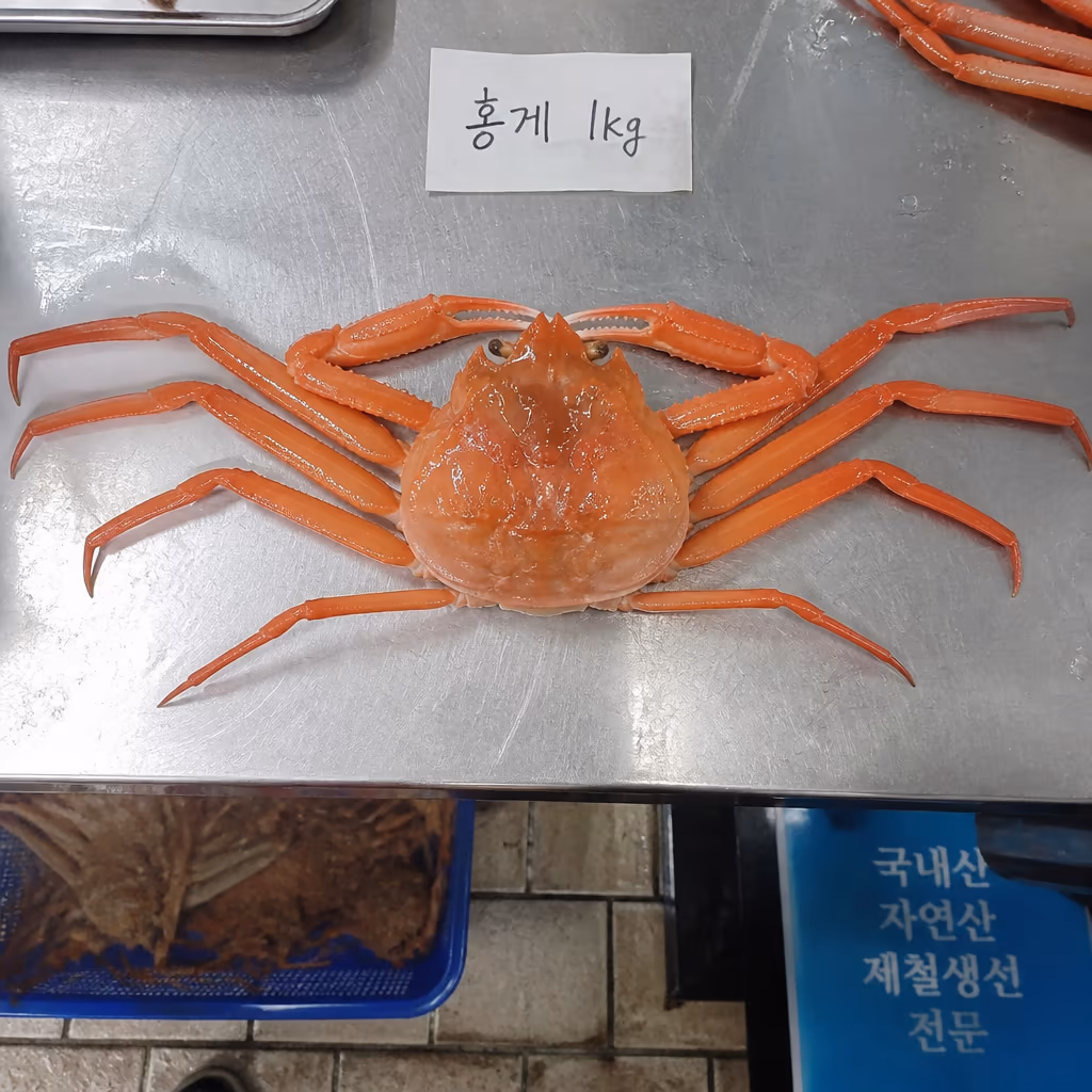홍게 vs 대게 · 가을(9~11월)엔 홍게가 더 맛있는 이유, 영덕·울진 25년차 상식 — 현장 사진 2, 기장 청해왕대게 25년차 활어상 정영진 대표 촬영