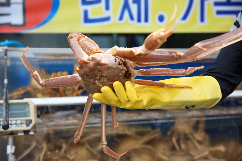 부산 용궁사 근처 맛집, 동해선 한 정거장 거리 기장시장 활대게 매장 방문 안내, 현장 사진 3, 기장 청해왕대게 25년차 활어상 정영진 대표 촬영