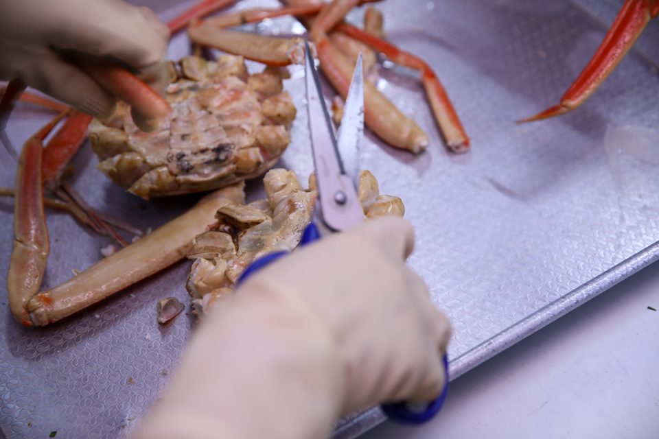 가위로 대게 다리 껍질을 길게 갈라 속살을 발라내는 손질 작업
