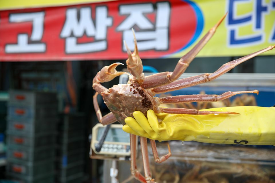 진열 수조 앞에서 본 활대게의 무리