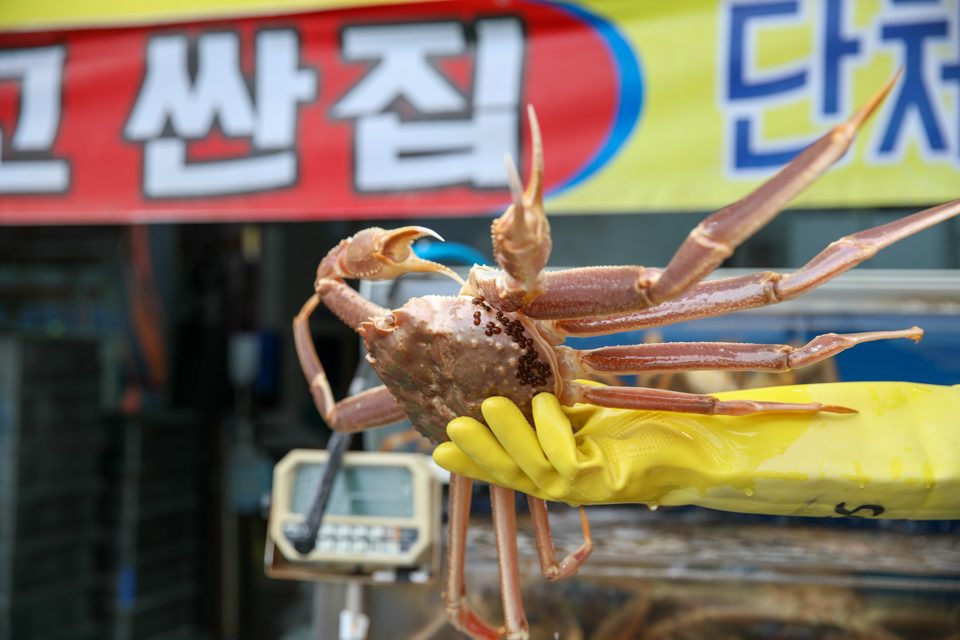 물살이 도는 매장 앞 수조 칸칸이 활대게가 자리 잡은 진열 모습