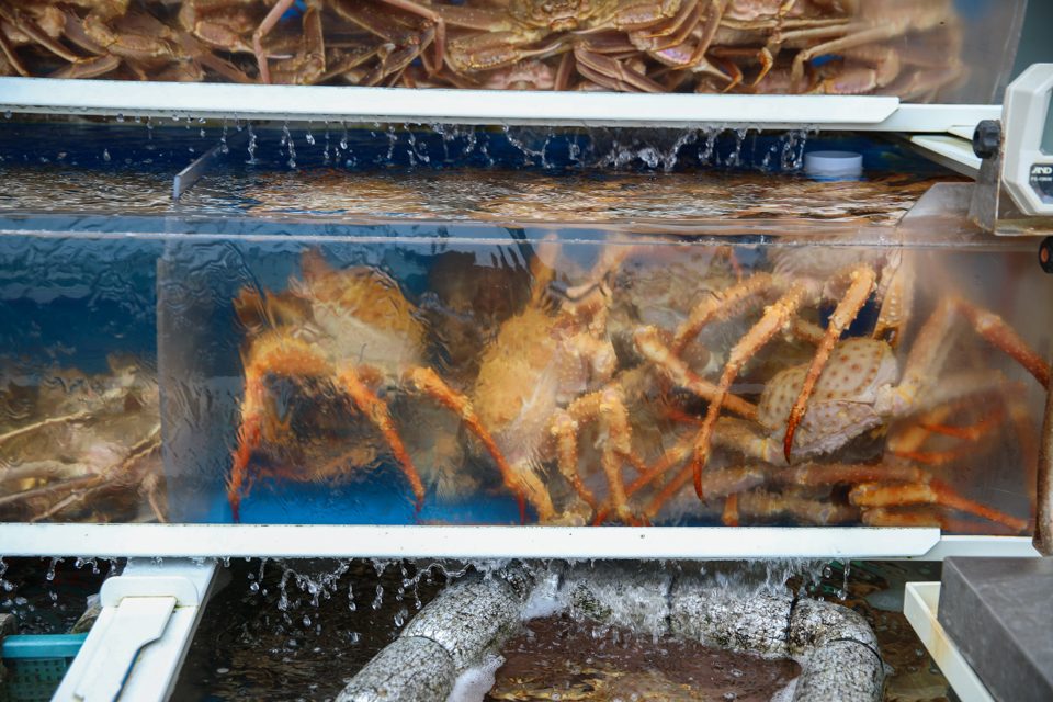 기장 임랑 맛집, 규모부터 알고 가십시오 대표 이미지